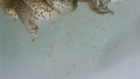 Kröte-Springt-Ins-Wasser-Und-Beginnt-Zu-Schwimmen-–-Nahaufnahme-Der-Kröte-Unter-Wasser