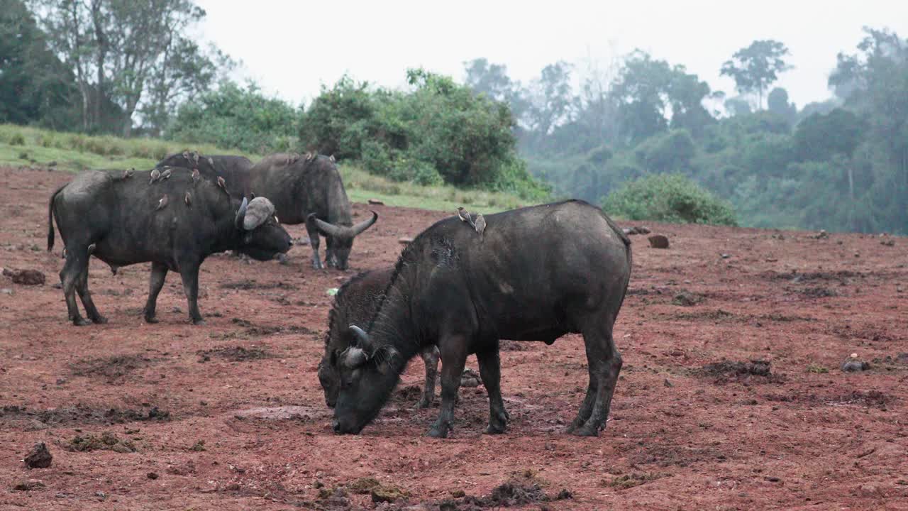 búfalos en las montañas en el parque nacional de aberdare, kenia, áfrica oriental