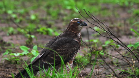 hawk looking around its environment in the central kalahari game reserve, botswana. - close up