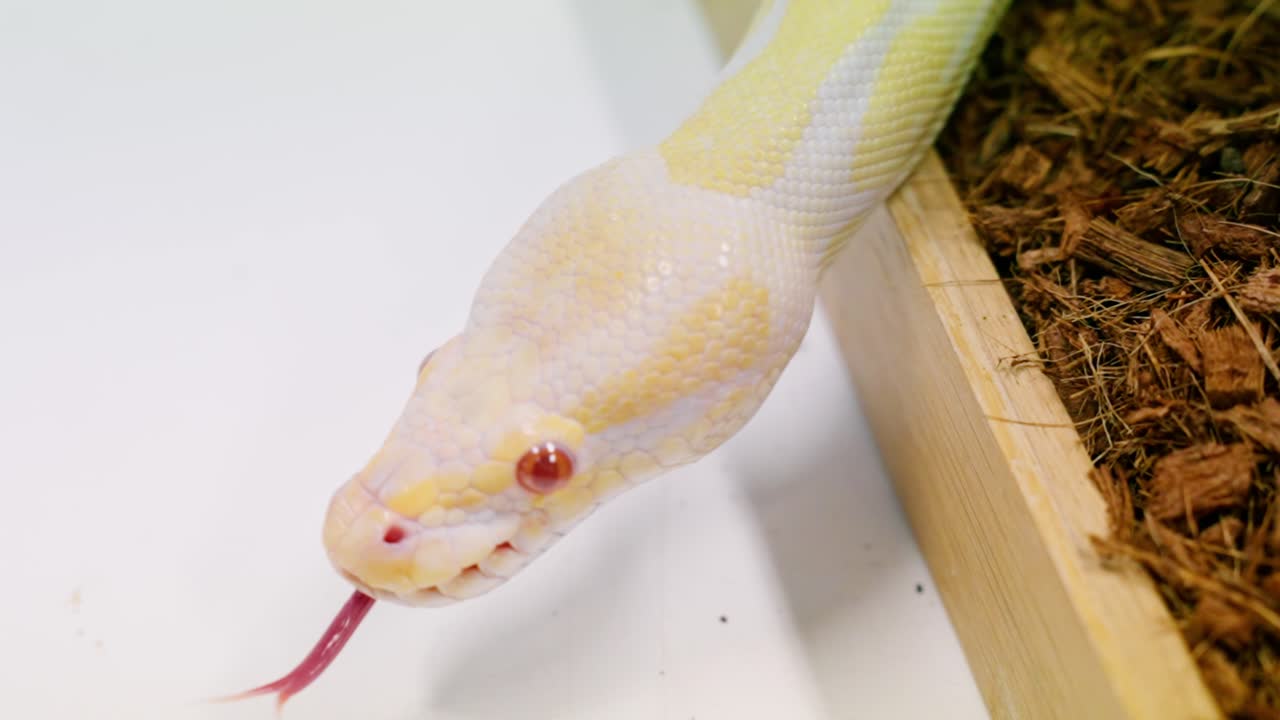 Slithering snake with bright yellow and white scales captured in slow motion