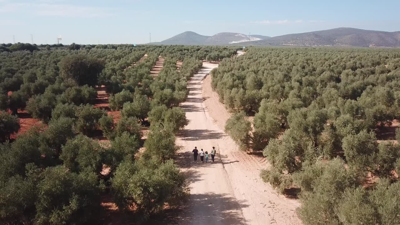 Video of drone of a family playfully runs through olive groves