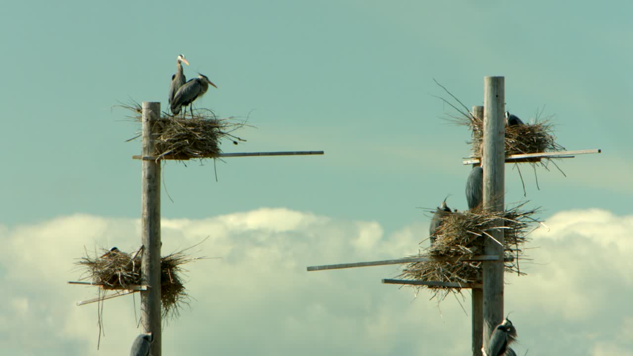 un grupo de nidos para una bandada de grandes garzas azules que anidan en un refugio de aves y cuidan a sus nuevos bebés