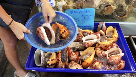 woman picks live fresh sea snails to cook at seafood market