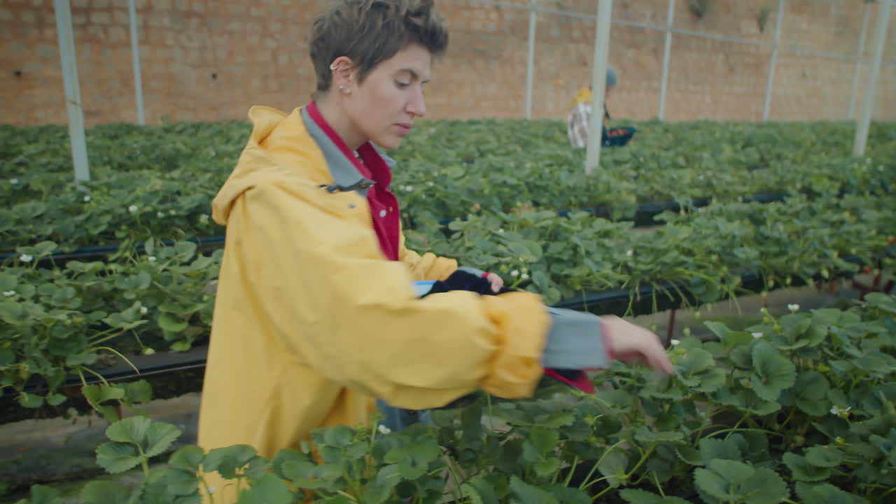 Woman Picking Up Strawberry in Greenhouse Farm