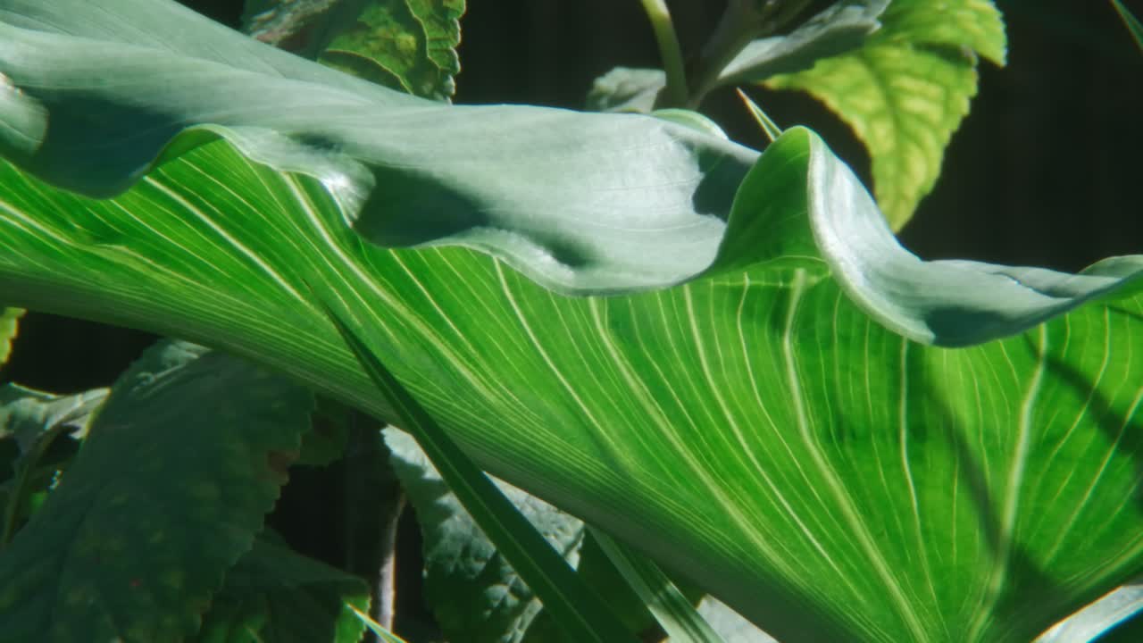 Close-up of a vibrant green leaf with visible veins