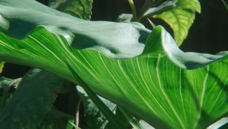 close-up of a vibrant green leaf with visible veins