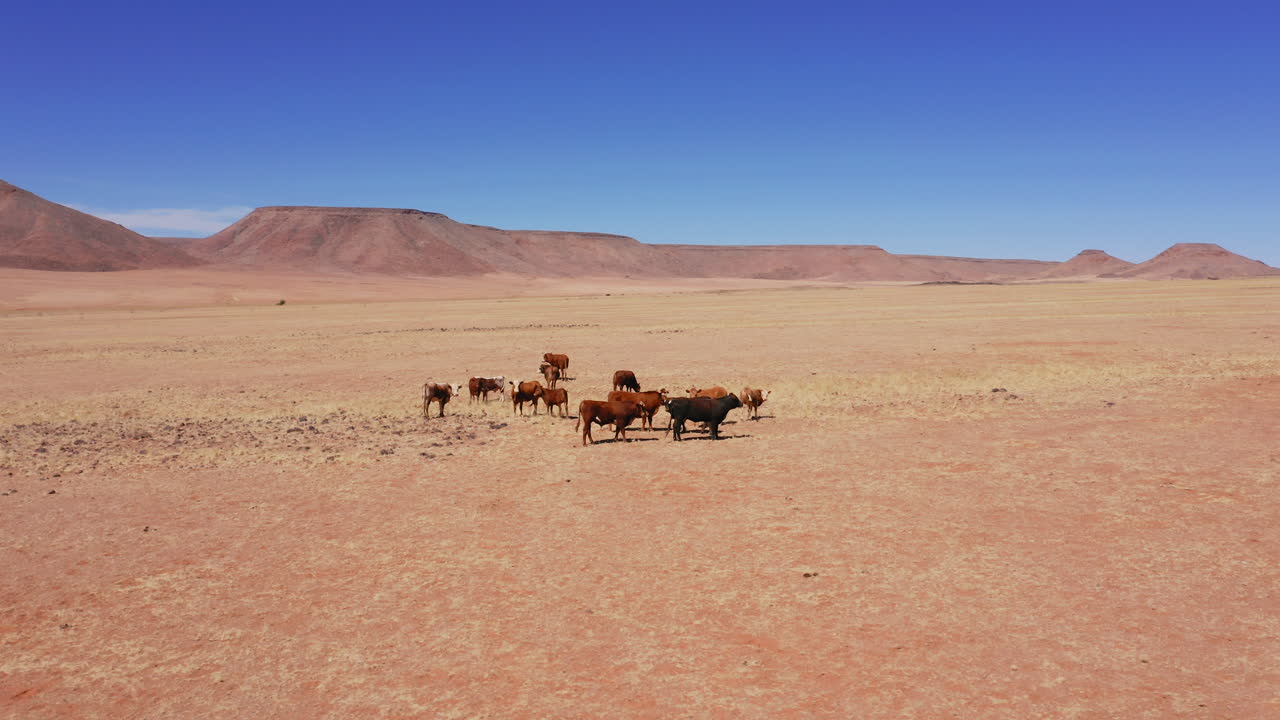 Aerial: Slow panning drone shot of a small herd of brown cows in a desert field in Namibia