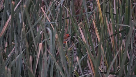 small red orange bird hiding among the reeds