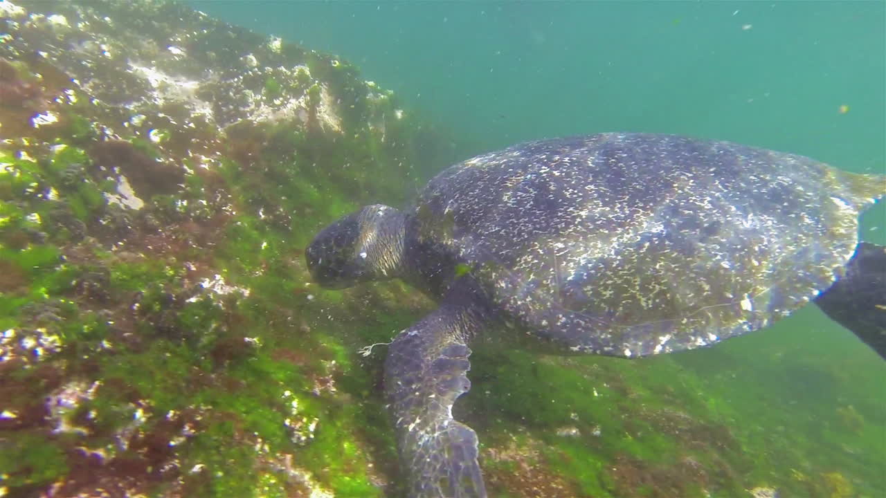 갈라파고스 제도 에콰도르에서 수영하는 바다거북의 아름다운 수중 영상