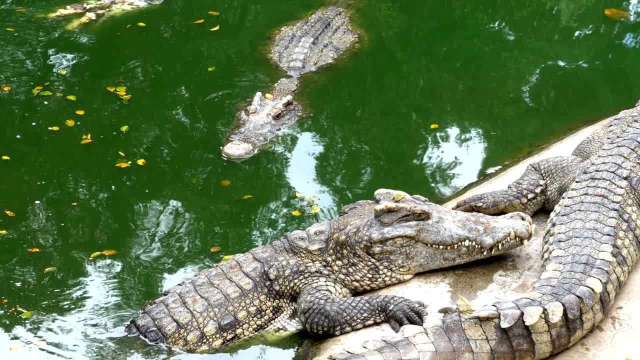 los cocodrilos se encuentran cerca del agua de color verde. río pantanoso fangoso. tailandia. asia