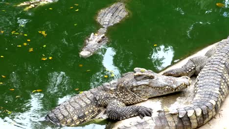 crocodiles lie near the water of green color. muddy swampy river. thailand. asia