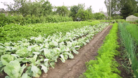 piccolo giardino di cibo vegetale verde con file di piante biologiche di patate, cavoli, carote, cipolle e fragole in una giornata di sole, padella portatile a sinistra