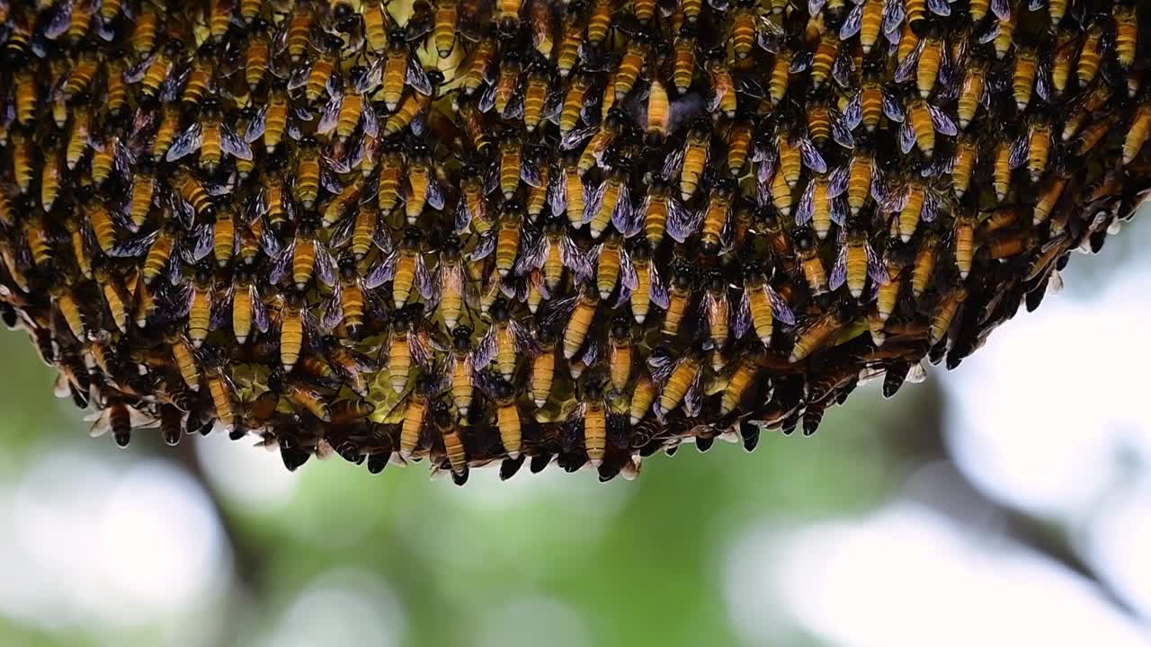 se sabe que las abejas melíferas gigantes construyen grandes colonias de nidos con bolsillos simétricos hechos de cera para almacenar miel como fuente de alimento.