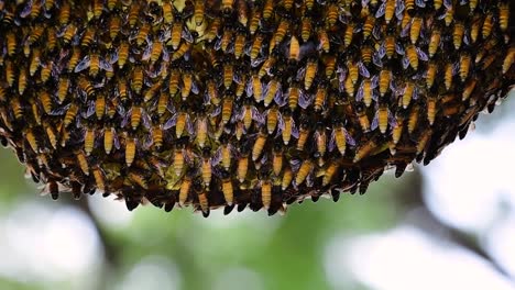 Giant-Honey-Bees-are-known-to-build-large-colonies-of-nest-with-symmetrical-pockets-made-of-wax-for-them-to-store-honey-as-their-food-source