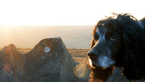 Springer-spaniel-sat-by-some-rocks-in-spring-time-as-the-sun-sets-in-Yorkshire,-UK