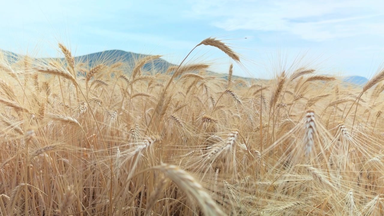 Goldener Weizen wiegt sich sanft im Wind mit Bergen und blauem Himmel im Hintergrund an einem sonnigen Sommertag.