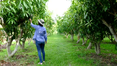 farmer monitoring disease & insect infection of mango in organic farm
