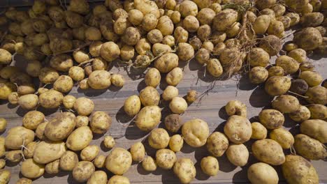 potatoes moving on the conveyor belt.