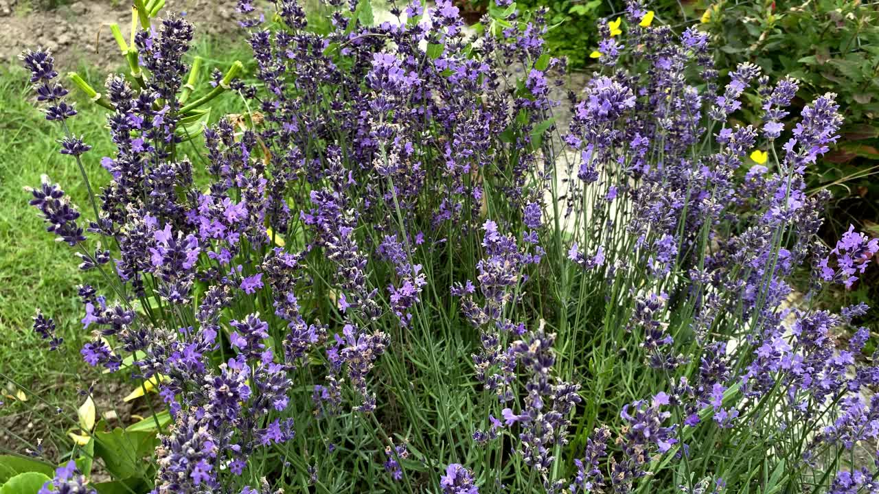 Riprese ravvicinate di bellissimi fiori viola e api durante il processo di impollinazione in estate.