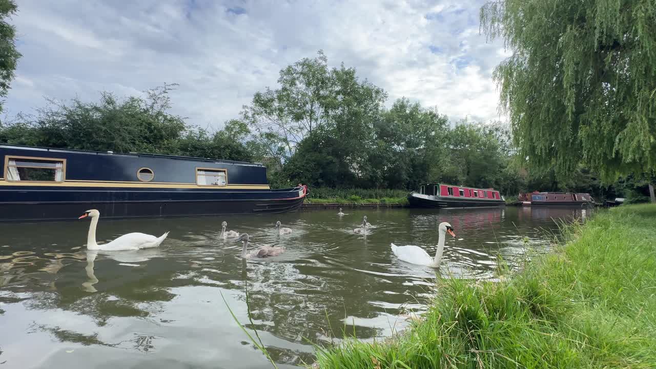 Cygnet young swan birds family narrowboat canal United Kingdom fauna wildlife