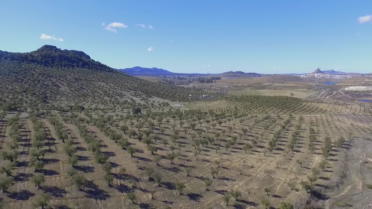 푸른 하늘이 있는 코르도바 공중 촬영의 올리브 나무 들판