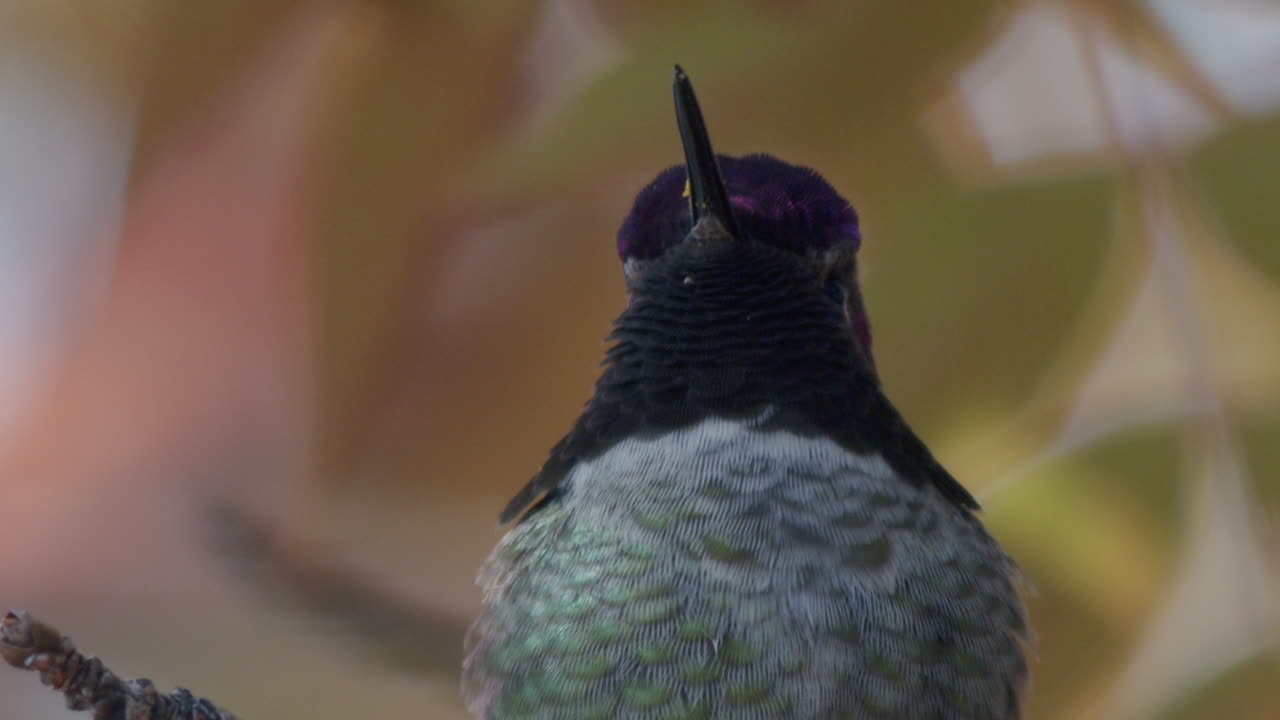 un primerísimo plano de la cara de colibrí