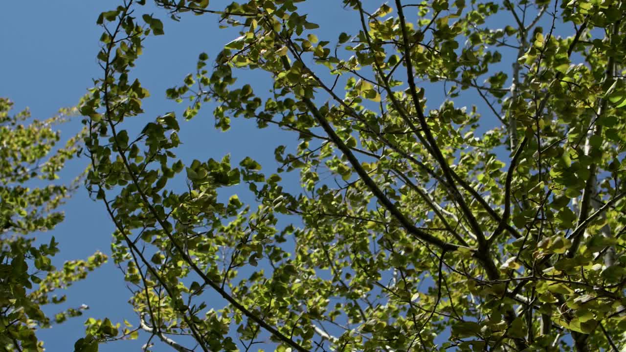 파란색 배경의 바람에 자작나무 덤불