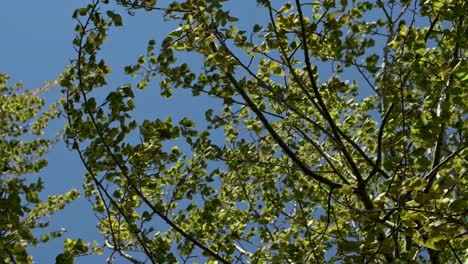 Büsche-Der-Birke-In-Einem-Wind-Mit-Blauem-Hintergrund