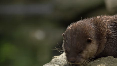 Retrato-Aislado-De-Una-Hermosa-Nutria-Oriental-De-Garras-Pequeñas-Con-Piel-Mojada