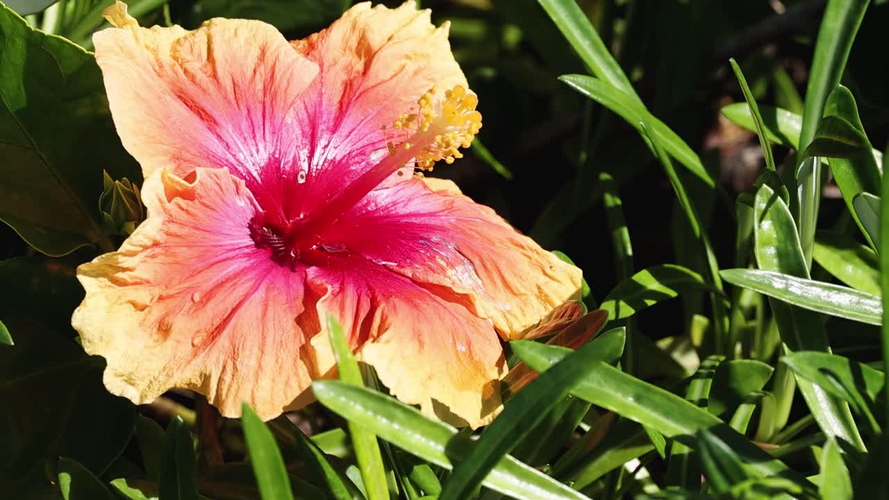 primer plano de flores vibrantes en un jardín