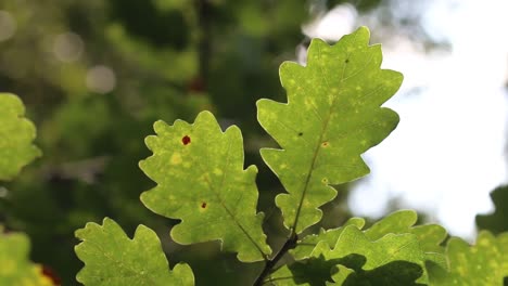 Hinterleuchtete-Eichenblätter-Am-Baum.-September.-Britische-Inseln