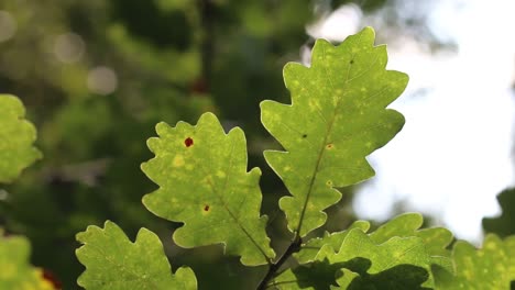 hojas de roble iluminadas en el árbol. septiembre. islas británicas