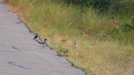 birds by the road