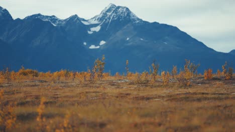 autumn tundra landscape in the vast valley with snow-capped mountains towering in the background