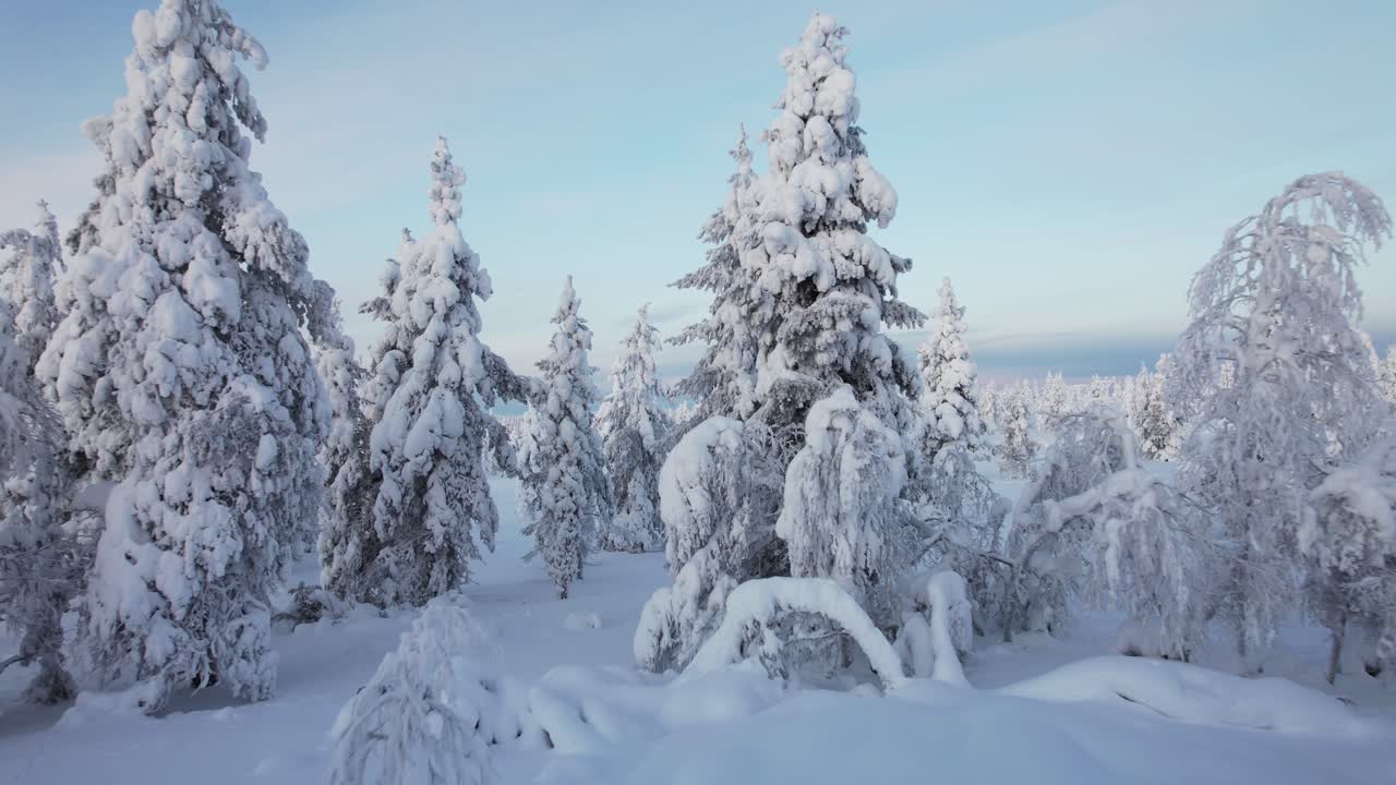 Dron leci tyłem przez małą szczelinę między zaśnieżonymi drzewami w Laponii, Finlandia, Koło Podbiegunowe