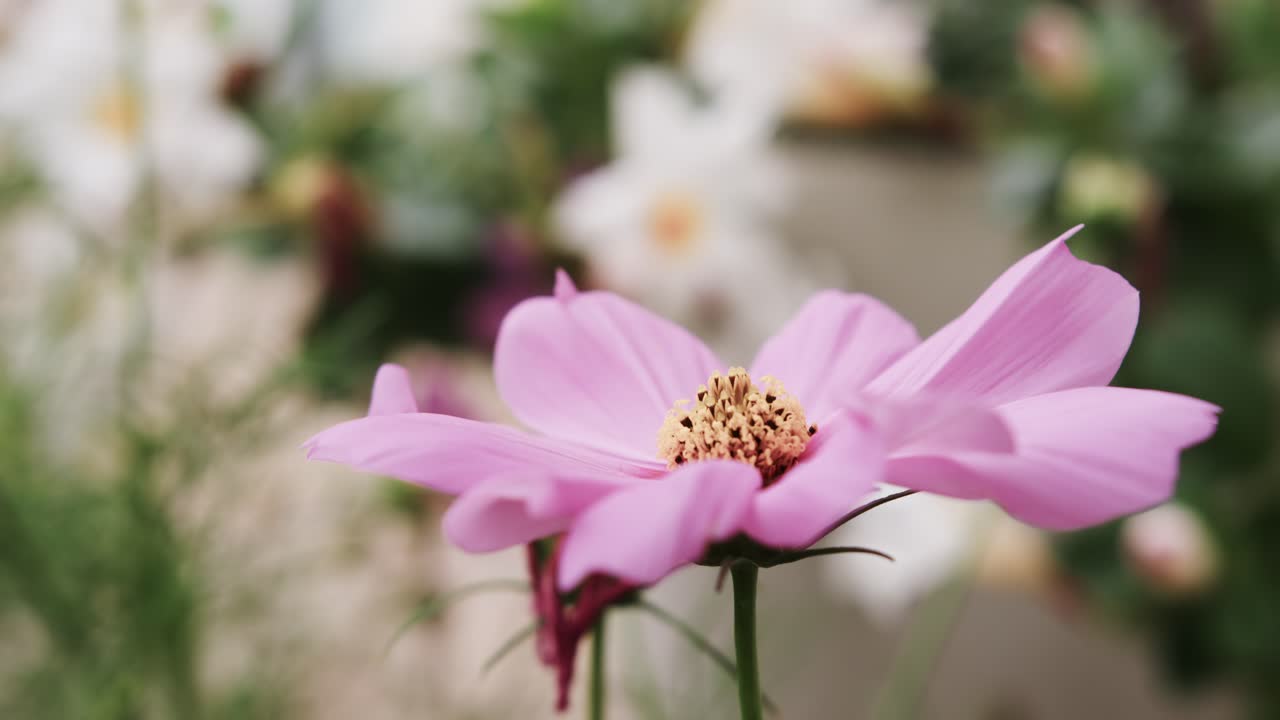 Satu bunga daisy merah muda berkibar di taman tertiup angin dengan pergeseran fokus pada kuncup kering, bokeh dangkal