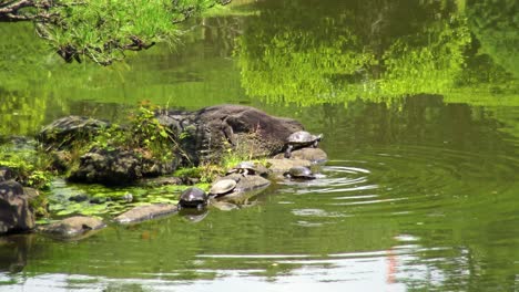 The-view-of-the-turtles-on-the-rock-lake-side-in-shinjuku-gyoen-national-garden