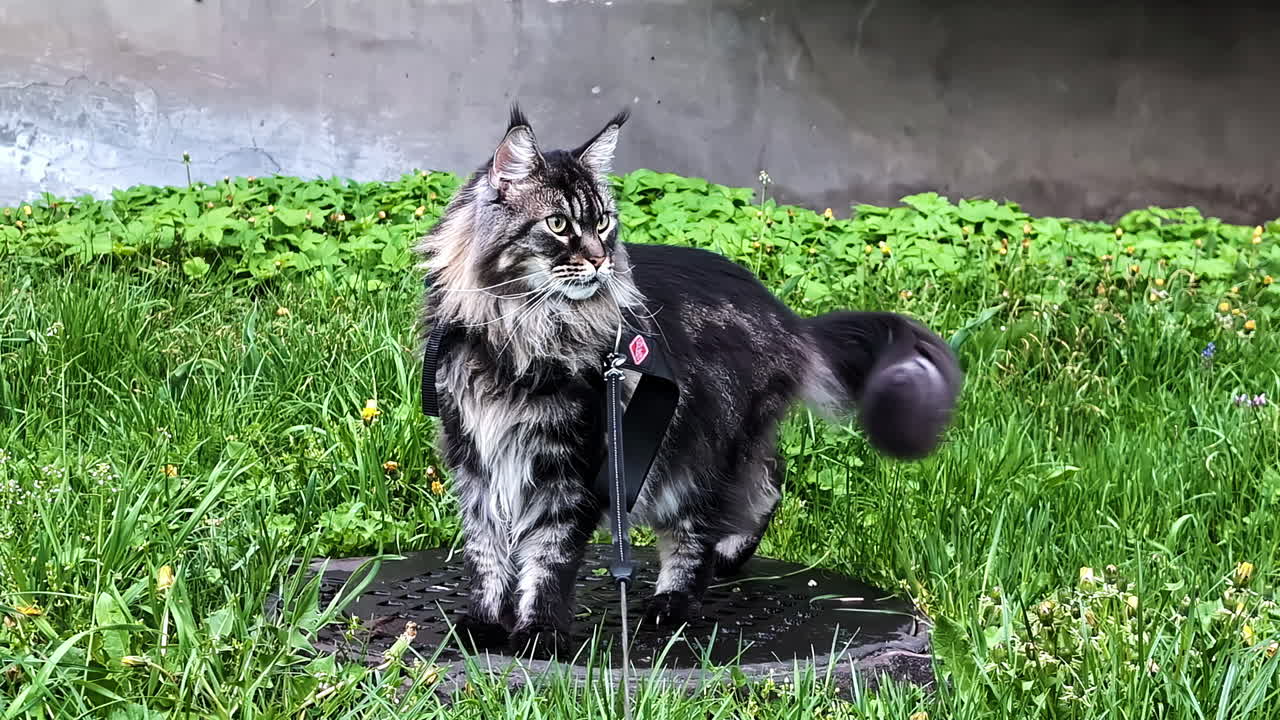A majestic Maine Coon cat stands proudly on lush green grass in an outdoor setting