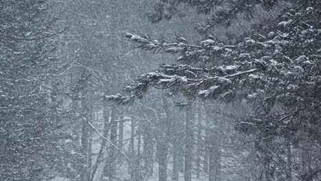 First-winter-snowfall-in-forest-with-fir-trees,-real-time
