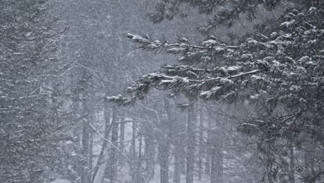 first winter snowfall in forest with fir trees, real time