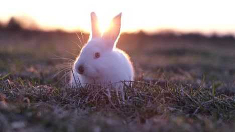 cute white rabbit backlit by sunset