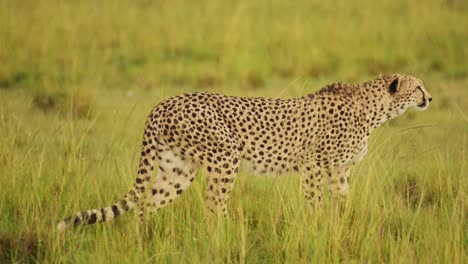 guepardo vagando por el paisaje de maasai mara, merodeando por las exuberantes praderas de la sabana de la sabana, vida silvestre africana en la reserva nacional de maasai mara, kenia