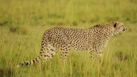 cheetah roaming the maasai mara landscape, prowling through the lush grasslands of the savannah savanna, african wildlife in maasai mara national reserve, kenya