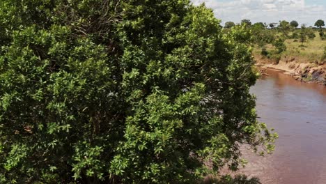 Afrikanische-Tierwelt-Luftaufnahme-Einer-Gruppe-Von-Flusspferden-Am-Ufer-Des-Masai-Mara-Flusses,-Drohnenansicht-Der-Wunderschönen-üppigen-Grünen-Afrikanischen-Landschaft-Im-Masai-Mara-Nationalreservat,-Kenia,-Afrika