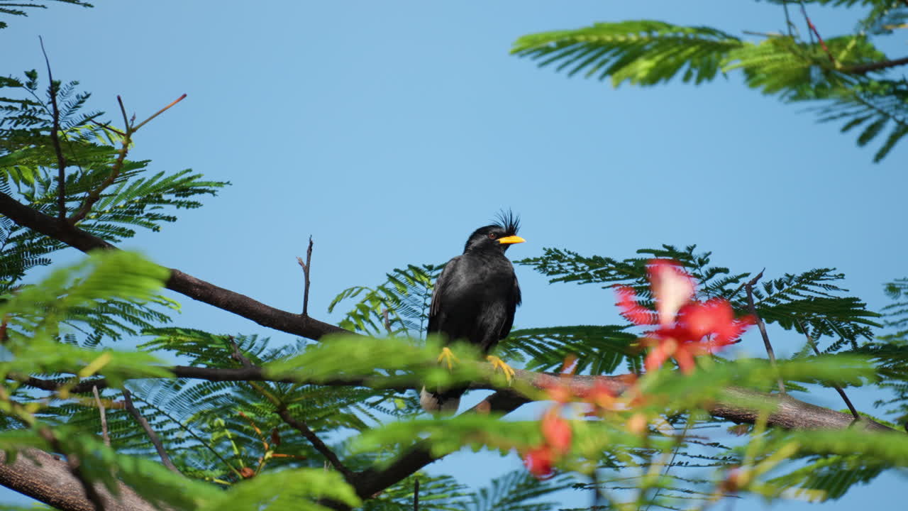 gran myna o white-vented myna preens plumas de las alas encaramadas en la poinciana real o árbol extravagante en un día soleado en tailandia