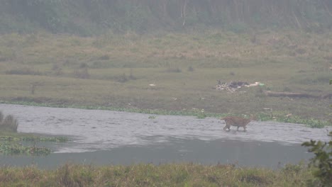 Algunos-Ciervos-Vadeando-Un-Río-En-El-Parque-Nacional-De-Chitwan