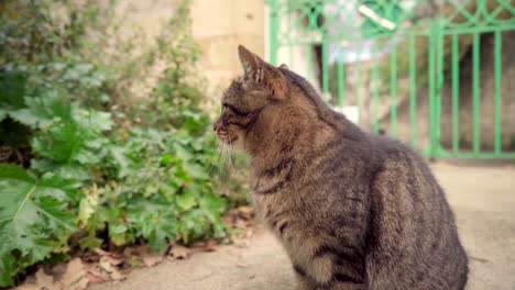 beautiful wild brown cat with clear eyes in a green park on a cloudy day, unimpressed and independent