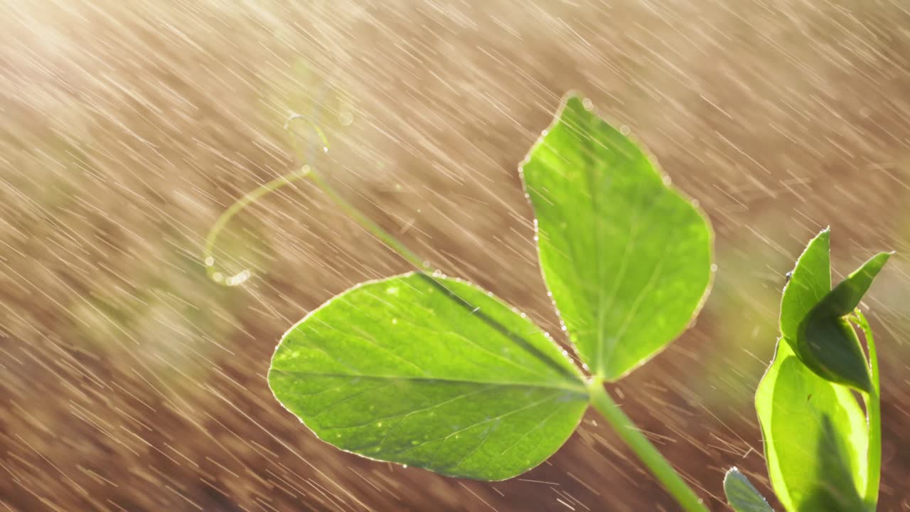 Pea Plant Leaves in the Rain