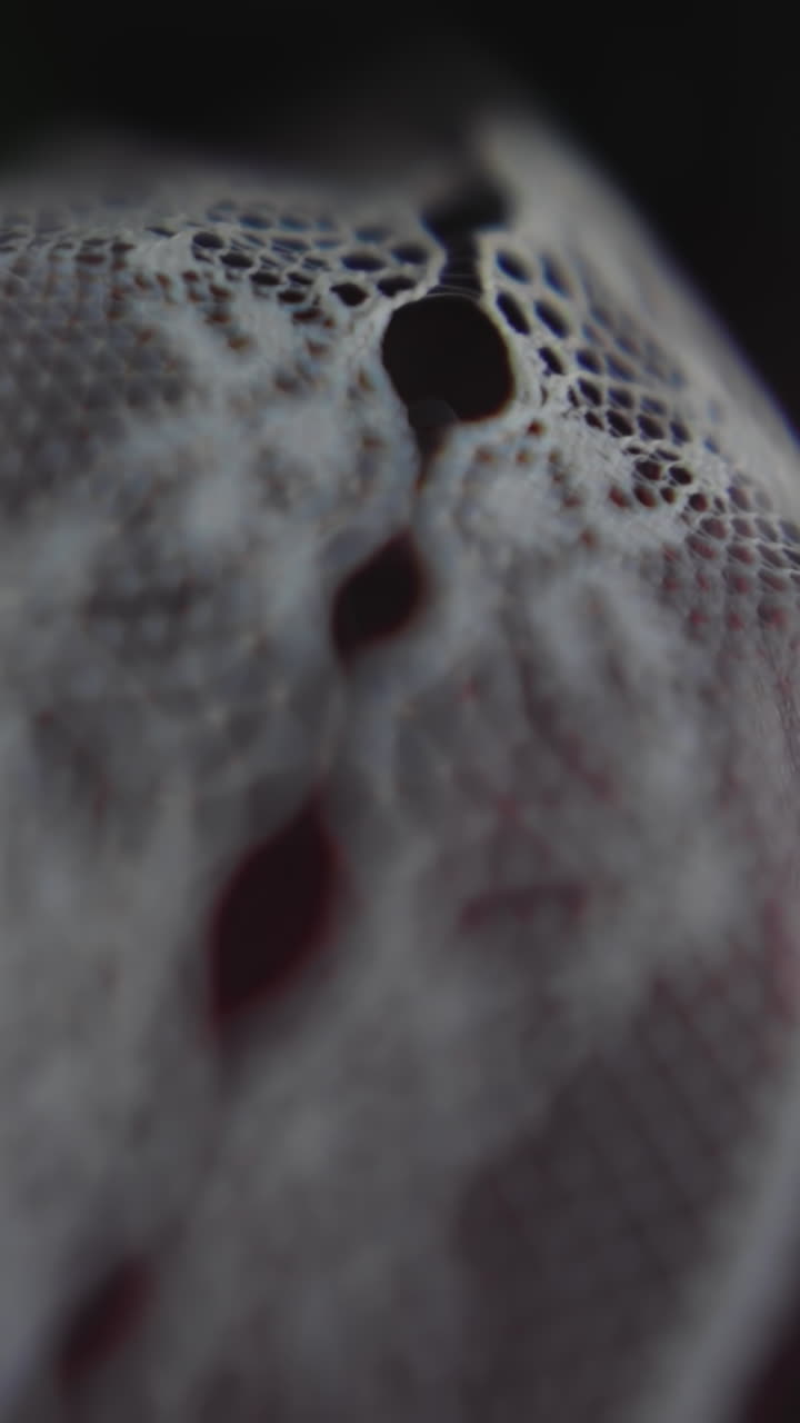 Narrow ribbon of vintage laces for wedding dress decor on fuzzy background macro view. Sewing textile material style. Elegant ornamental element