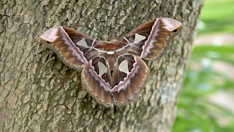 giant moth flaps its colorful wings on the tree